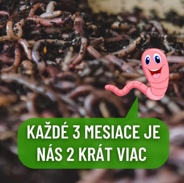 Vermikompostovanie v záhrade - kalifornské dážďovky chov